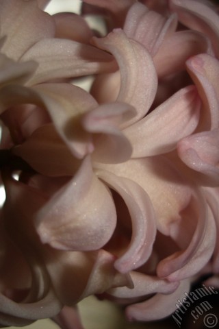 A mobile wallpaper and MMS picture for Apple iPhone 7s, 6s, 5s, 4s, Plus, iPods, iPads, New iPads, Samsung Galaxy S Series and Notes, Sony Ericsson Xperia, LG Mobile Phones, Tablets and Devices: Pink color Hyacinth flower.
