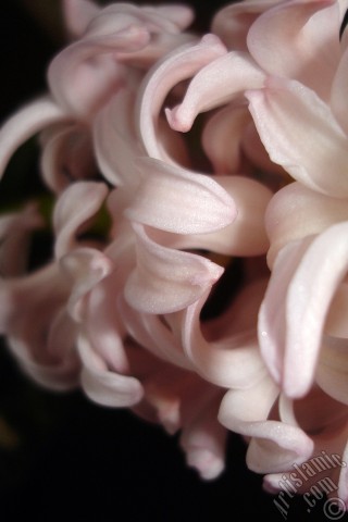 A mobile wallpaper and MMS picture for Apple iPhone 7s, 6s, 5s, 4s, Plus, iPods, iPads, New iPads, Samsung Galaxy S Series and Notes, Sony Ericsson Xperia, LG Mobile Phones, Tablets and Devices: Pink color Hyacinth flower.
