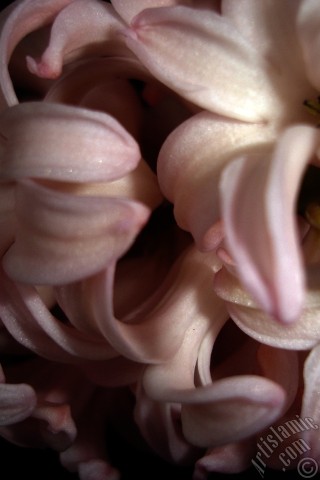 A mobile wallpaper and MMS picture for Apple iPhone 7s, 6s, 5s, 4s, Plus, iPods, iPads, New iPads, Samsung Galaxy S Series and Notes, Sony Ericsson Xperia, LG Mobile Phones, Tablets and Devices: Pink color Hyacinth flower.
