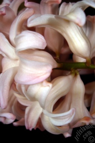 A mobile wallpaper and MMS picture for Apple iPhone 7s, 6s, 5s, 4s, Plus, iPods, iPads, New iPads, Samsung Galaxy S Series and Notes, Sony Ericsson Xperia, LG Mobile Phones, Tablets and Devices: Pink color Hyacinth flower.
