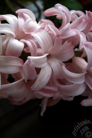 A mobile wallpaper and MMS picture for Apple iPhone 7s, 6s, 5s, 4s, Plus, iPods, iPads, New iPads, Samsung Galaxy S Series and Notes, Sony Ericsson Xperia, LG Mobile Phones, Tablets and Devices: Pink color Hyacinth flower.
