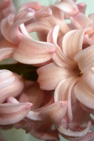 A mobile wallpaper and MMS picture for Apple iPhone 7s, 6s, 5s, 4s, Plus, iPods, iPads, New iPads, Samsung Galaxy S Series and Notes, Sony Ericsson Xperia, LG Mobile Phones, Tablets and Devices: Pink color Hyacinth flower.
