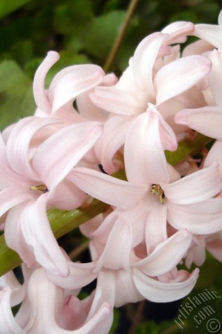 A mobile wallpaper and MMS picture for Apple iPhone 7s, 6s, 5s, 4s, Plus, iPods, iPads, New iPads, Samsung Galaxy S Series and Notes, Sony Ericsson Xperia, LG Mobile Phones, Tablets and Devices: Pink color Hyacinth flower.
