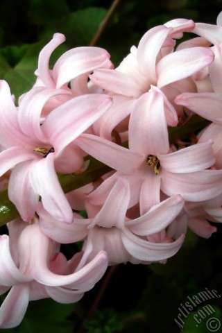 A mobile wallpaper and MMS picture for Apple iPhone 7s, 6s, 5s, 4s, Plus, iPods, iPads, New iPads, Samsung Galaxy S Series and Notes, Sony Ericsson Xperia, LG Mobile Phones, Tablets and Devices: Pink color Hyacinth flower.
