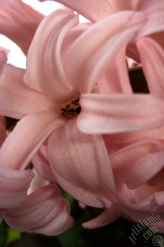 A mobile wallpaper and MMS picture for Apple iPhone 7s, 6s, 5s, 4s, Plus, iPods, iPads, New iPads, Samsung Galaxy S Series and Notes, Sony Ericsson Xperia, LG Mobile Phones, Tablets and Devices: Pink color Hyacinth flower.
