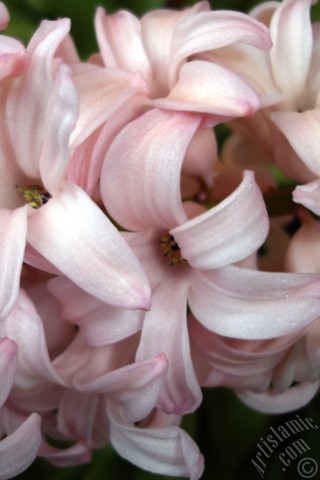 A mobile wallpaper and MMS picture for Apple iPhone 7s, 6s, 5s, 4s, Plus, iPods, iPads, New iPads, Samsung Galaxy S Series and Notes, Sony Ericsson Xperia, LG Mobile Phones, Tablets and Devices: Pink color Hyacinth flower.
