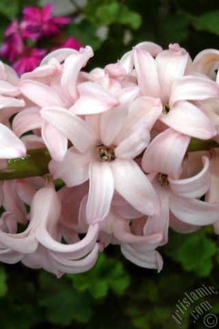 A mobile wallpaper and MMS picture for Apple iPhone 7s, 6s, 5s, 4s, Plus, iPods, iPads, New iPads, Samsung Galaxy S Series and Notes, Sony Ericsson Xperia, LG Mobile Phones, Tablets and Devices: Pink color Hyacinth flower.
