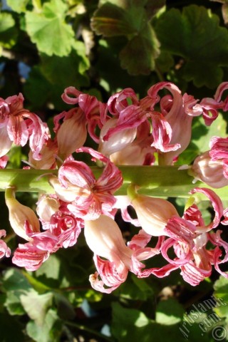 A mobile wallpaper and MMS picture for Apple iPhone 7s, 6s, 5s, 4s, Plus, iPods, iPads, New iPads, Samsung Galaxy S Series and Notes, Sony Ericsson Xperia, LG Mobile Phones, Tablets and Devices: Pink color Hyacinth flower.
