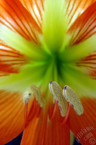 A mobile wallpaper and MMS picture for Apple iPhone 7s, 6s, 5s, 4s, Plus, iPods, iPads, New iPads, Samsung Galaxy S Series and Notes, Sony Ericsson Xperia, LG Mobile Phones, Tablets and Devices: Red color amaryllis flower.
