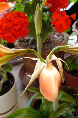 A mobile wallpaper and MMS picture for Apple iPhone 7s, 6s, 5s, 4s, Plus, iPods, iPads, New iPads, Samsung Galaxy S Series and Notes, Sony Ericsson Xperia, LG Mobile Phones, Tablets and Devices: Red color amaryllis flower.
