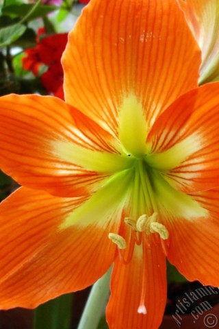 A mobile wallpaper and MMS picture for Apple iPhone 7s, 6s, 5s, 4s, Plus, iPods, iPads, New iPads, Samsung Galaxy S Series and Notes, Sony Ericsson Xperia, LG Mobile Phones, Tablets and Devices: Red color amaryllis flower.
