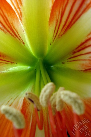 A mobile wallpaper and MMS picture for Apple iPhone 7s, 6s, 5s, 4s, Plus, iPods, iPads, New iPads, Samsung Galaxy S Series and Notes, Sony Ericsson Xperia, LG Mobile Phones, Tablets and Devices: Red color amaryllis flower.
