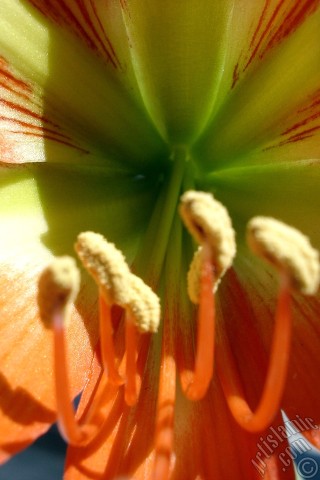 A mobile wallpaper and MMS picture for Apple iPhone 7s, 6s, 5s, 4s, Plus, iPods, iPads, New iPads, Samsung Galaxy S Series and Notes, Sony Ericsson Xperia, LG Mobile Phones, Tablets and Devices: Red color amaryllis flower.
