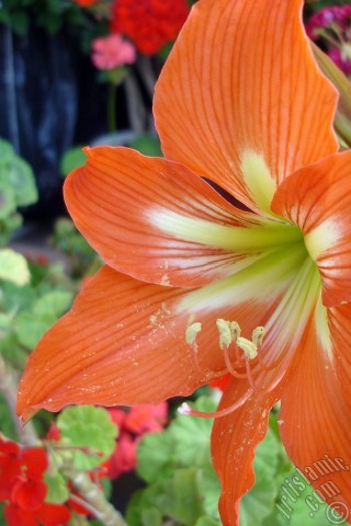 A mobile wallpaper and MMS picture for Apple iPhone 7s, 6s, 5s, 4s, Plus, iPods, iPads, New iPads, Samsung Galaxy S Series and Notes, Sony Ericsson Xperia, LG Mobile Phones, Tablets and Devices: Red color amaryllis flower.
