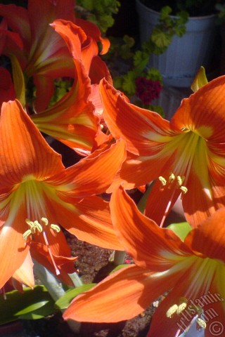 A mobile wallpaper and MMS picture for Apple iPhone 7s, 6s, 5s, 4s, Plus, iPods, iPads, New iPads, Samsung Galaxy S Series and Notes, Sony Ericsson Xperia, LG Mobile Phones, Tablets and Devices: Red color amaryllis flower.
