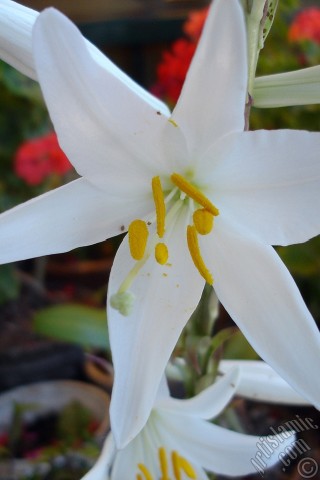 A mobile wallpaper and MMS picture for Apple iPhone 7s, 6s, 5s, 4s, Plus, iPods, iPads, New iPads, Samsung Galaxy S Series and Notes, Sony Ericsson Xperia, LG Mobile Phones, Tablets and Devices: White color amaryllis flower.
