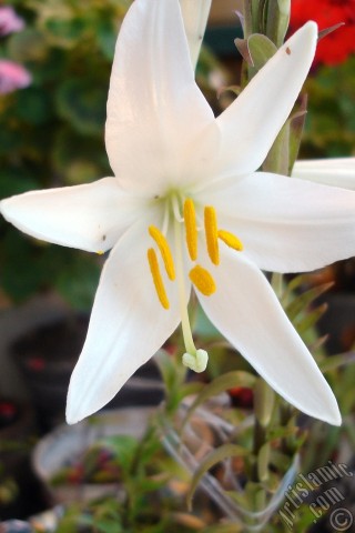 A mobile wallpaper and MMS picture for Apple iPhone 7s, 6s, 5s, 4s, Plus, iPods, iPads, New iPads, Samsung Galaxy S Series and Notes, Sony Ericsson Xperia, LG Mobile Phones, Tablets and Devices: White color amaryllis flower.
