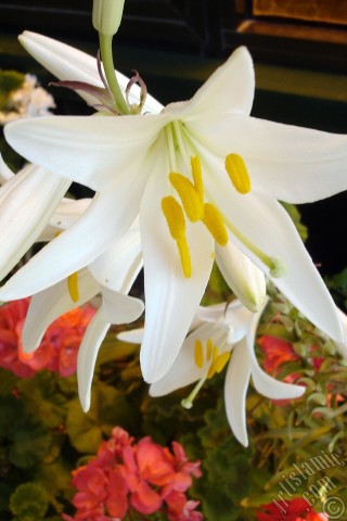 A mobile wallpaper and MMS picture for Apple iPhone 7s, 6s, 5s, 4s, Plus, iPods, iPads, New iPads, Samsung Galaxy S Series and Notes, Sony Ericsson Xperia, LG Mobile Phones, Tablets and Devices: White color amaryllis flower.
