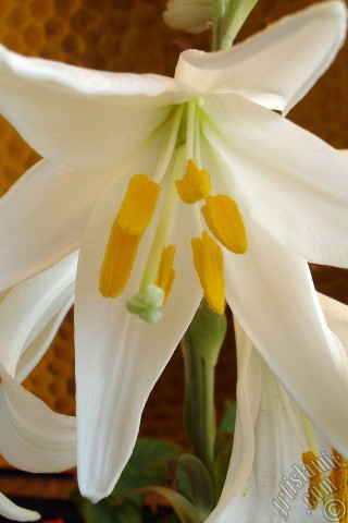 A mobile wallpaper and MMS picture for Apple iPhone 7s, 6s, 5s, 4s, Plus, iPods, iPads, New iPads, Samsung Galaxy S Series and Notes, Sony Ericsson Xperia, LG Mobile Phones, Tablets and Devices: White color amaryllis flower.
