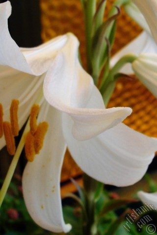 A mobile wallpaper and MMS picture for Apple iPhone 7s, 6s, 5s, 4s, Plus, iPods, iPads, New iPads, Samsung Galaxy S Series and Notes, Sony Ericsson Xperia, LG Mobile Phones, Tablets and Devices: White color amaryllis flower.
