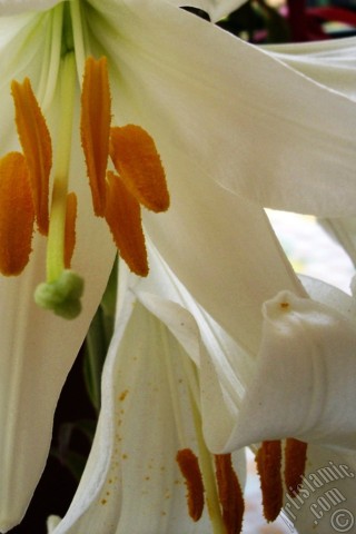 A mobile wallpaper and MMS picture for Apple iPhone 7s, 6s, 5s, 4s, Plus, iPods, iPads, New iPads, Samsung Galaxy S Series and Notes, Sony Ericsson Xperia, LG Mobile Phones, Tablets and Devices: White color amaryllis flower.
