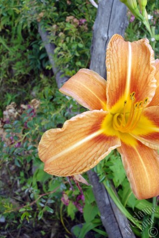 A mobile wallpaper and MMS picture for Apple iPhone 7s, 6s, 5s, 4s, Plus, iPods, iPads, New iPads, Samsung Galaxy S Series and Notes, Sony Ericsson Xperia, LG Mobile Phones, Tablets and Devices: Orange color daylily -tiger lily- flower.
