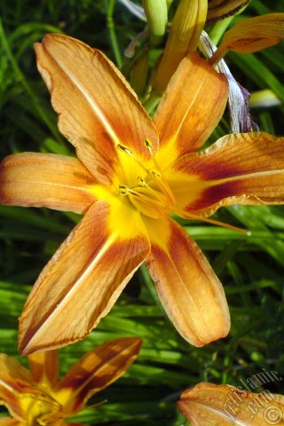A mobile wallpaper and MMS picture for Apple iPhone 7s, 6s, 5s, 4s, Plus, iPods, iPads, New iPads, Samsung Galaxy S Series and Notes, Sony Ericsson Xperia, LG Mobile Phones, Tablets and Devices: Orange color daylily -tiger lily- flower.
