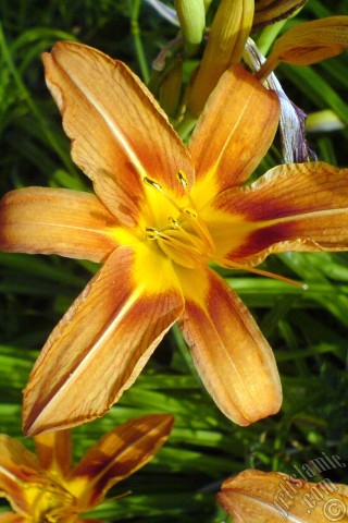 A mobile wallpaper and MMS picture for Apple iPhone 7s, 6s, 5s, 4s, Plus, iPods, iPads, New iPads, Samsung Galaxy S Series and Notes, Sony Ericsson Xperia, LG Mobile Phones, Tablets and Devices: Orange color daylily -tiger lily- flower.

