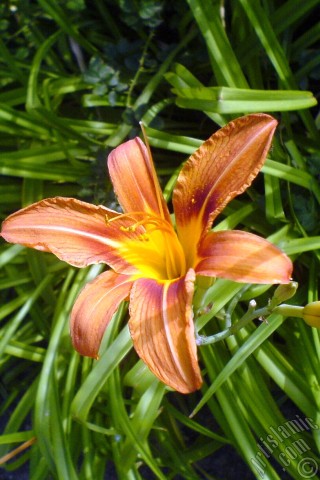 A mobile wallpaper and MMS picture for Apple iPhone 7s, 6s, 5s, 4s, Plus, iPods, iPads, New iPads, Samsung Galaxy S Series and Notes, Sony Ericsson Xperia, LG Mobile Phones, Tablets and Devices: Orange color daylily -tiger lily- flower.
