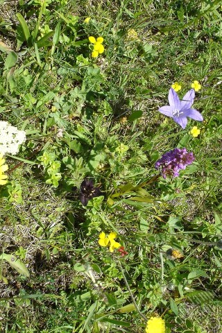 A mobile wallpaper and MMS picture for Apple iPhone 7s, 6s, 5s, 4s, Plus, iPods, iPads, New iPads, Samsung Galaxy S Series and Notes, Sony Ericsson Xperia, LG Mobile Phones, Tablets and Devices: Balloon Flower -Chinese Bellflower-.
