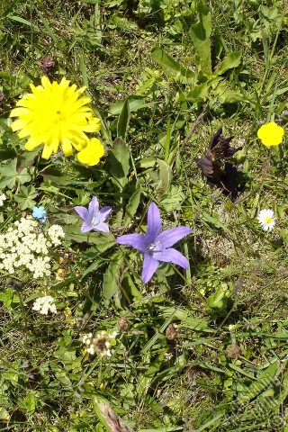 A mobile wallpaper and MMS picture for Apple iPhone 7s, 6s, 5s, 4s, Plus, iPods, iPads, New iPads, Samsung Galaxy S Series and Notes, Sony Ericsson Xperia, LG Mobile Phones, Tablets and Devices: Balloon Flower -Chinese Bellflower-.
