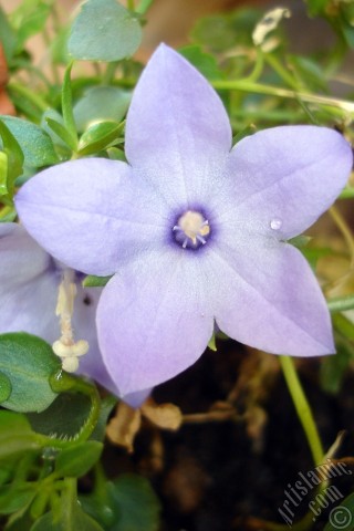 A mobile wallpaper and MMS picture for Apple iPhone 7s, 6s, 5s, 4s, Plus, iPods, iPads, New iPads, Samsung Galaxy S Series and Notes, Sony Ericsson Xperia, LG Mobile Phones, Tablets and Devices: Balloon Flower -Chinese Bellflower-.
