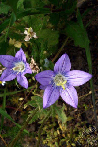 A mobile wallpaper and MMS picture for Apple iPhone 7s, 6s, 5s, 4s, Plus, iPods, iPads, New iPads, Samsung Galaxy S Series and Notes, Sony Ericsson Xperia, LG Mobile Phones, Tablets and Devices: Balloon Flower -Chinese Bellflower-.
