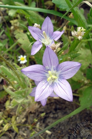 A mobile wallpaper and MMS picture for Apple iPhone 7s, 6s, 5s, 4s, Plus, iPods, iPads, New iPads, Samsung Galaxy S Series and Notes, Sony Ericsson Xperia, LG Mobile Phones, Tablets and Devices: Balloon Flower -Chinese Bellflower-.
