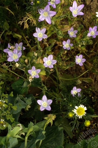 A mobile wallpaper and MMS picture for Apple iPhone 7s, 6s, 5s, 4s, Plus, iPods, iPads, New iPads, Samsung Galaxy S Series and Notes, Sony Ericsson Xperia, LG Mobile Phones, Tablets and Devices: Balloon Flower -Chinese Bellflower-.
