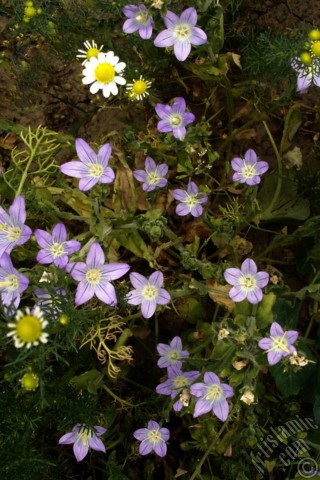 A mobile wallpaper and MMS picture for Apple iPhone 7s, 6s, 5s, 4s, Plus, iPods, iPads, New iPads, Samsung Galaxy S Series and Notes, Sony Ericsson Xperia, LG Mobile Phones, Tablets and Devices: Balloon Flower -Chinese Bellflower-.
