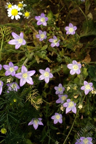 A mobile wallpaper and MMS picture for Apple iPhone 7s, 6s, 5s, 4s, Plus, iPods, iPads, New iPads, Samsung Galaxy S Series and Notes, Sony Ericsson Xperia, LG Mobile Phones, Tablets and Devices: Balloon Flower -Chinese Bellflower-.
