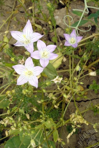 A mobile wallpaper and MMS picture for Apple iPhone 7s, 6s, 5s, 4s, Plus, iPods, iPads, New iPads, Samsung Galaxy S Series and Notes, Sony Ericsson Xperia, LG Mobile Phones, Tablets and Devices: Balloon Flower -Chinese Bellflower-.
