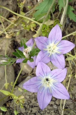 A mobile wallpaper and MMS picture for Apple iPhone 7s, 6s, 5s, 4s, Plus, iPods, iPads, New iPads, Samsung Galaxy S Series and Notes, Sony Ericsson Xperia, LG Mobile Phones, Tablets and Devices: Balloon Flower -Chinese Bellflower-.
