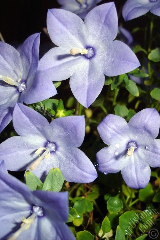 A mobile wallpaper and MMS picture for Apple iPhone 7s, 6s, 5s, 4s, Plus, iPods, iPads, New iPads, Samsung Galaxy S Series and Notes, Sony Ericsson Xperia, LG Mobile Phones, Tablets and Devices: Balloon Flower -Chinese Bellflower-.
