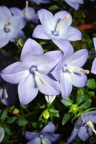 A mobile wallpaper and MMS picture for Apple iPhone 7s, 6s, 5s, 4s, Plus, iPods, iPads, New iPads, Samsung Galaxy S Series and Notes, Sony Ericsson Xperia, LG Mobile Phones, Tablets and Devices: Balloon Flower -Chinese Bellflower-.
