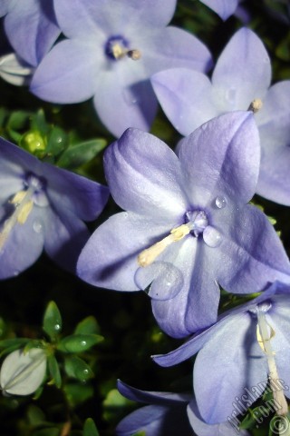 A mobile wallpaper and MMS picture for Apple iPhone 7s, 6s, 5s, 4s, Plus, iPods, iPads, New iPads, Samsung Galaxy S Series and Notes, Sony Ericsson Xperia, LG Mobile Phones, Tablets and Devices: Balloon Flower -Chinese Bellflower-.
