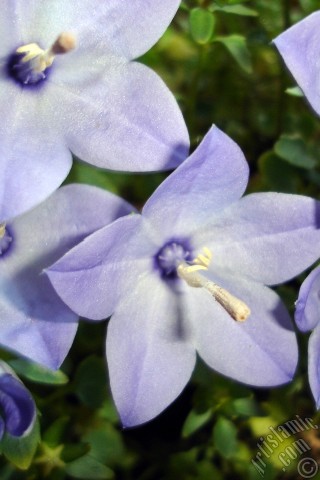 A mobile wallpaper and MMS picture for Apple iPhone 7s, 6s, 5s, 4s, Plus, iPods, iPads, New iPads, Samsung Galaxy S Series and Notes, Sony Ericsson Xperia, LG Mobile Phones, Tablets and Devices: Balloon Flower -Chinese Bellflower-.
