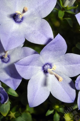 A mobile wallpaper and MMS picture for Apple iPhone 7s, 6s, 5s, 4s, Plus, iPods, iPads, New iPads, Samsung Galaxy S Series and Notes, Sony Ericsson Xperia, LG Mobile Phones, Tablets and Devices: Balloon Flower -Chinese Bellflower-.
