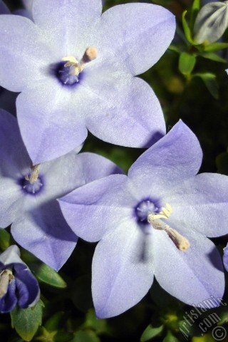 A mobile wallpaper and MMS picture for Apple iPhone 7s, 6s, 5s, 4s, Plus, iPods, iPads, New iPads, Samsung Galaxy S Series and Notes, Sony Ericsson Xperia, LG Mobile Phones, Tablets and Devices: Balloon Flower -Chinese Bellflower-.
