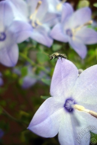 A mobile wallpaper and MMS picture for Apple iPhone 7s, 6s, 5s, 4s, Plus, iPods, iPads, New iPads, Samsung Galaxy S Series and Notes, Sony Ericsson Xperia, LG Mobile Phones, Tablets and Devices: Balloon Flower -Chinese Bellflower-.
