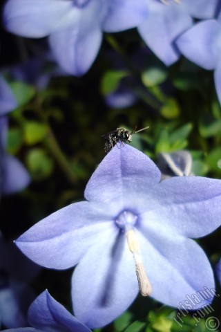 A mobile wallpaper and MMS picture for Apple iPhone 7s, 6s, 5s, 4s, Plus, iPods, iPads, New iPads, Samsung Galaxy S Series and Notes, Sony Ericsson Xperia, LG Mobile Phones, Tablets and Devices: Balloon Flower -Chinese Bellflower-.
