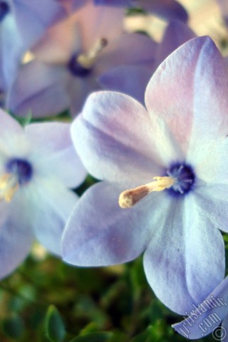 A mobile wallpaper and MMS picture for Apple iPhone 7s, 6s, 5s, 4s, Plus, iPods, iPads, New iPads, Samsung Galaxy S Series and Notes, Sony Ericsson Xperia, LG Mobile Phones, Tablets and Devices: Balloon Flower -Chinese Bellflower-.
