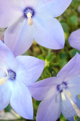 A mobile wallpaper and MMS picture for Apple iPhone 7s, 6s, 5s, 4s, Plus, iPods, iPads, New iPads, Samsung Galaxy S Series and Notes, Sony Ericsson Xperia, LG Mobile Phones, Tablets and Devices: Balloon Flower -Chinese Bellflower-.
