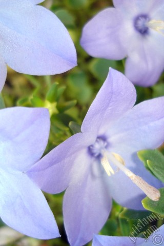 A mobile wallpaper and MMS picture for Apple iPhone 7s, 6s, 5s, 4s, Plus, iPods, iPads, New iPads, Samsung Galaxy S Series and Notes, Sony Ericsson Xperia, LG Mobile Phones, Tablets and Devices: Balloon Flower -Chinese Bellflower-.
